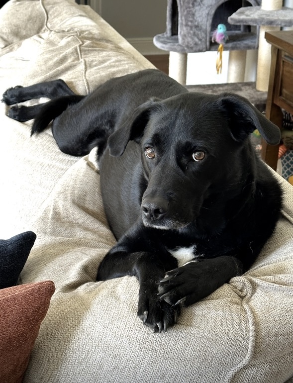 Picture of my black labrador dog, Tucker.